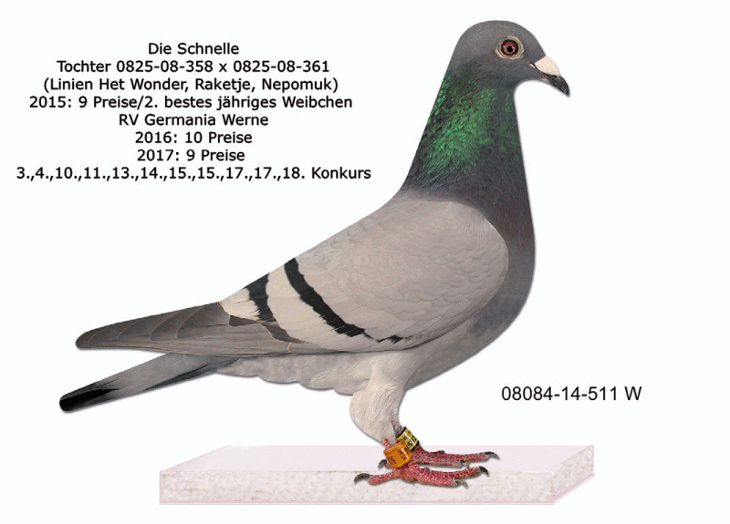 hoppe die schnelle
