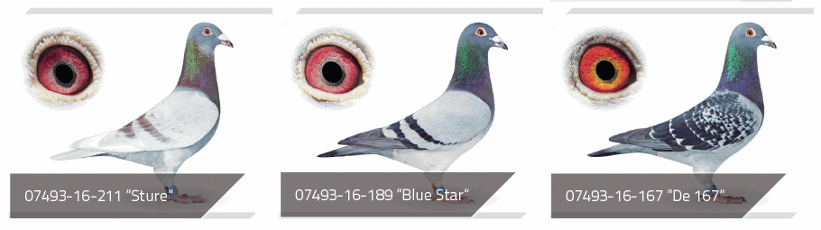 reinhard stars1